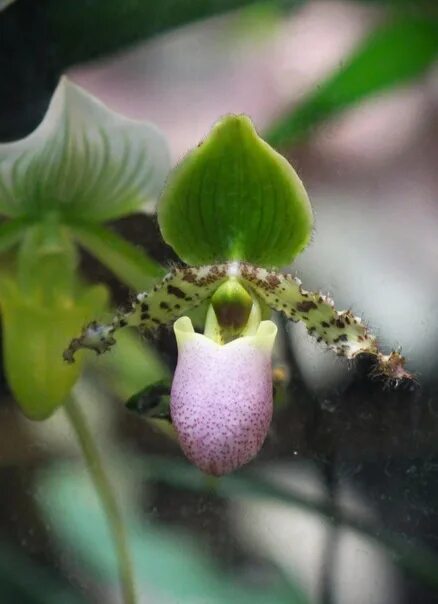 Москва орхидиум выставка. Выставка орхидей 2023. Орхидея фаленопсис пелорик. Ботанический выставка орхидей и бромелиевых. Ботанический сад твгу оранжерея.