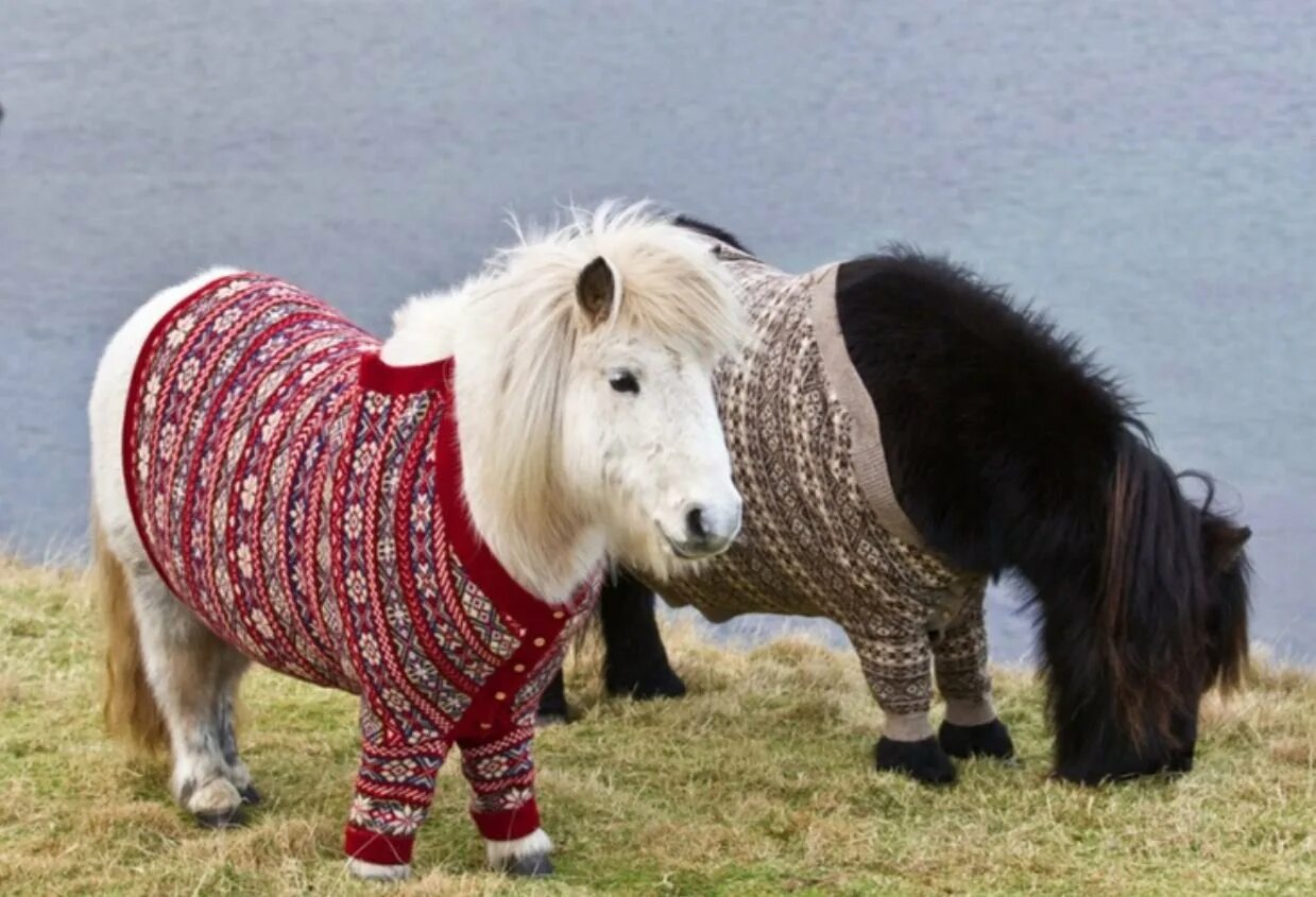 Mini pony. Мини шетлендский пони. Лошадь породы шетлендский пони. Шотландский карликовый пони. Карликовый шетлендский пони.