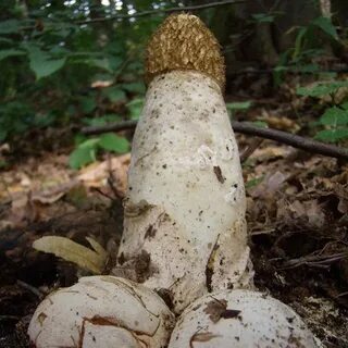 В лесу пахнет сыростью