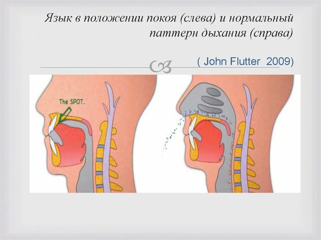 Язык во рту в спокойном состоянии