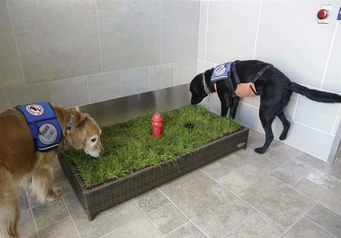 Как научить туалет на улице. Как научить туалет на улице. Как приучить щенка ходить в туалет. Туалет для больших собак. Красивый туалет на даче.