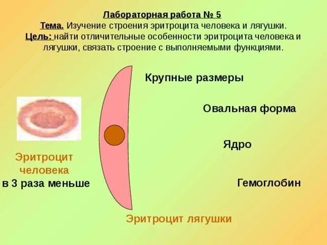 Форма эритроцитов человека