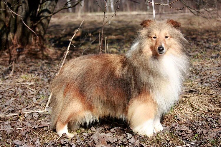 велес из графского поместья шелти. графское поместье питомник шелти. питомник графское поместье. порода собаки гелиос. из графского поместья питомник шелти.