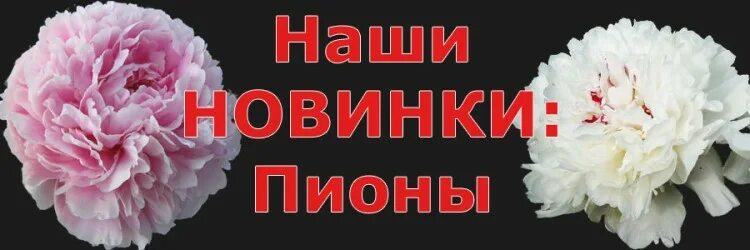 Каталог питомника никитенко. Питомник никитенко пионы. егорьевский питомник цветы пионы.