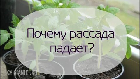 Рассада начала падать что делать
