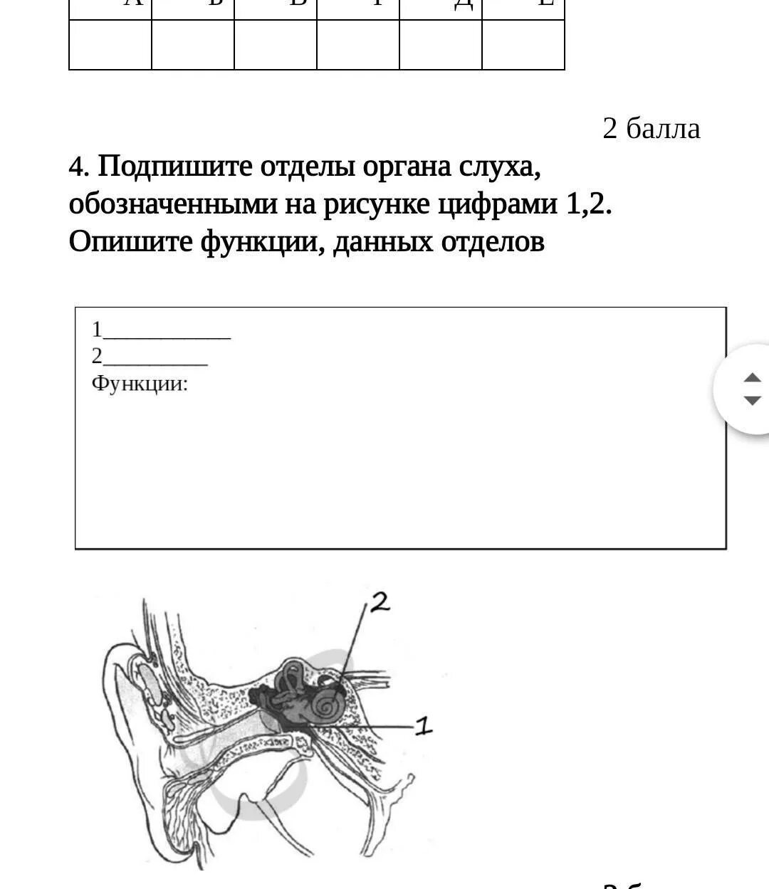 На рисунке приведены частоты воспринимаемые органами слуха. Подпиши изображённые на рисунке органы. Какая система органов обозначена на рисунке цифрой 1. Подпишите что обозначено на рисунке цифрами. Какие отделы органа слуха обозначены цифрами 1 2 3.