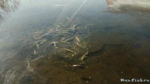 Щучье самара