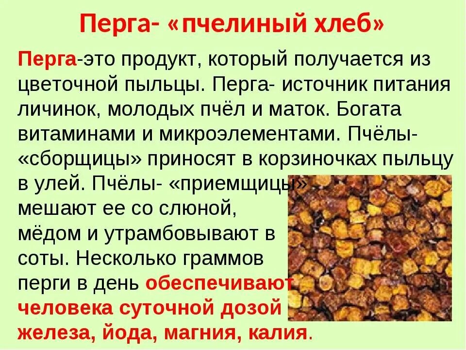 Как правильно принимать пыльцу. Перга полезные св- ва. Пчелиная перга лечебные. Перга продукты пчеловодства. Пыльца перга прополис.