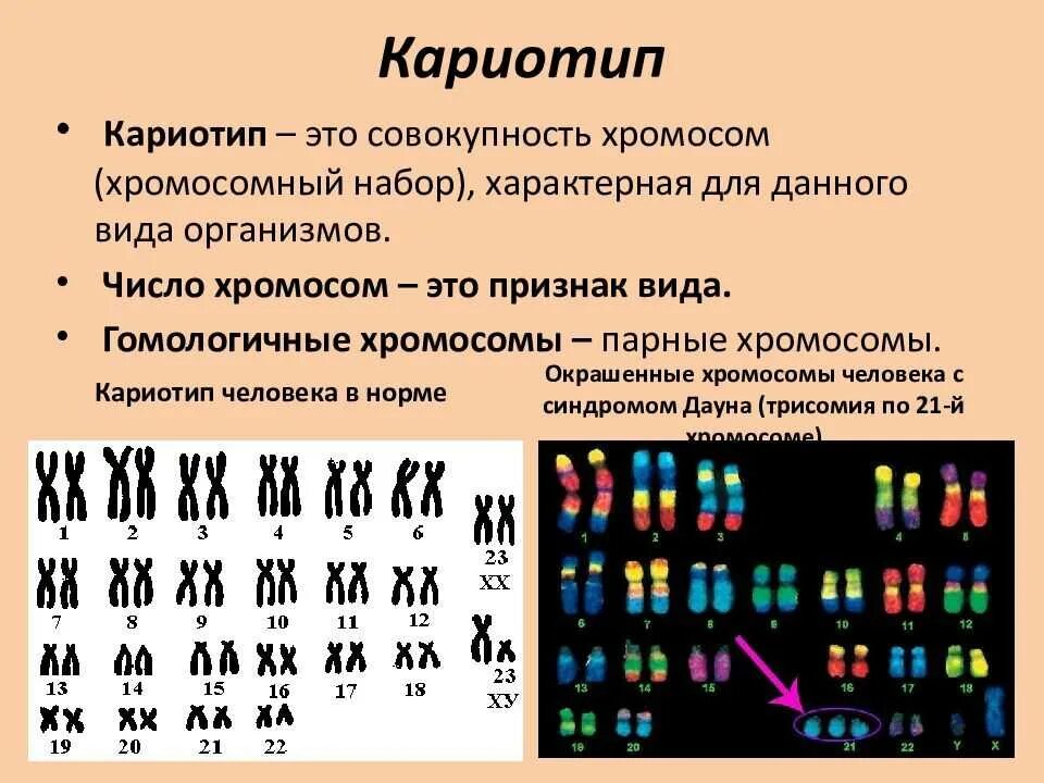 Кариотип человека генетика. Кариотип человека набор хромосом. хромосомный набор кариотип человека. кариотип человека диплоидный. кариотип человека таблица.