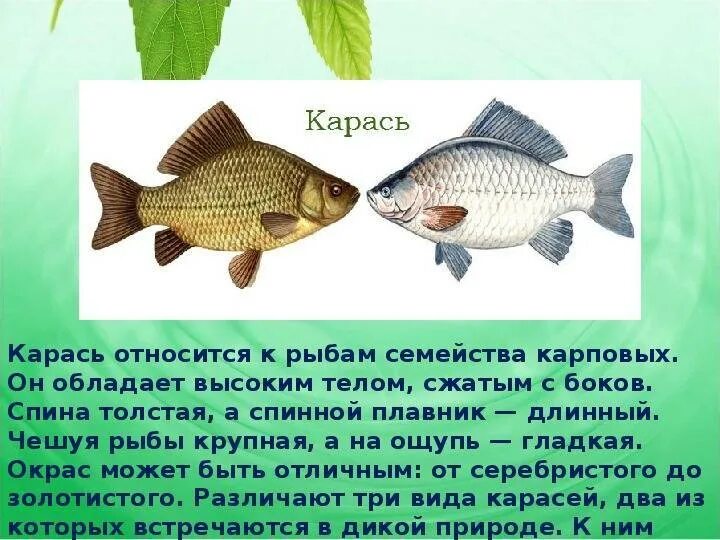 Карась среда обитания водная