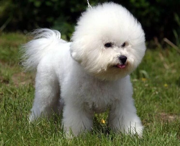 Баллон собака. Болонка белая. Тибетская болонка. Мальтийская болонка вид сбоку. Московская болонка.