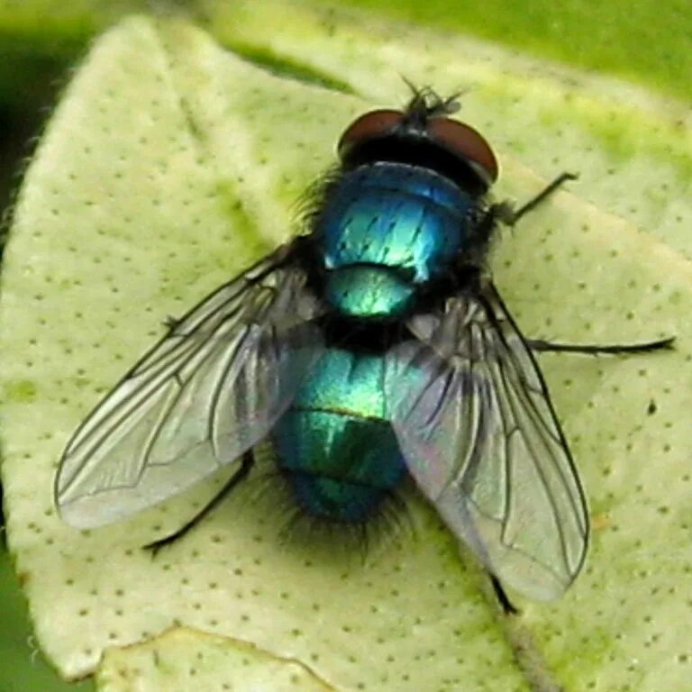 Fly green. Greenbottle Fly. Sinek. Selim Sinek фотографии.