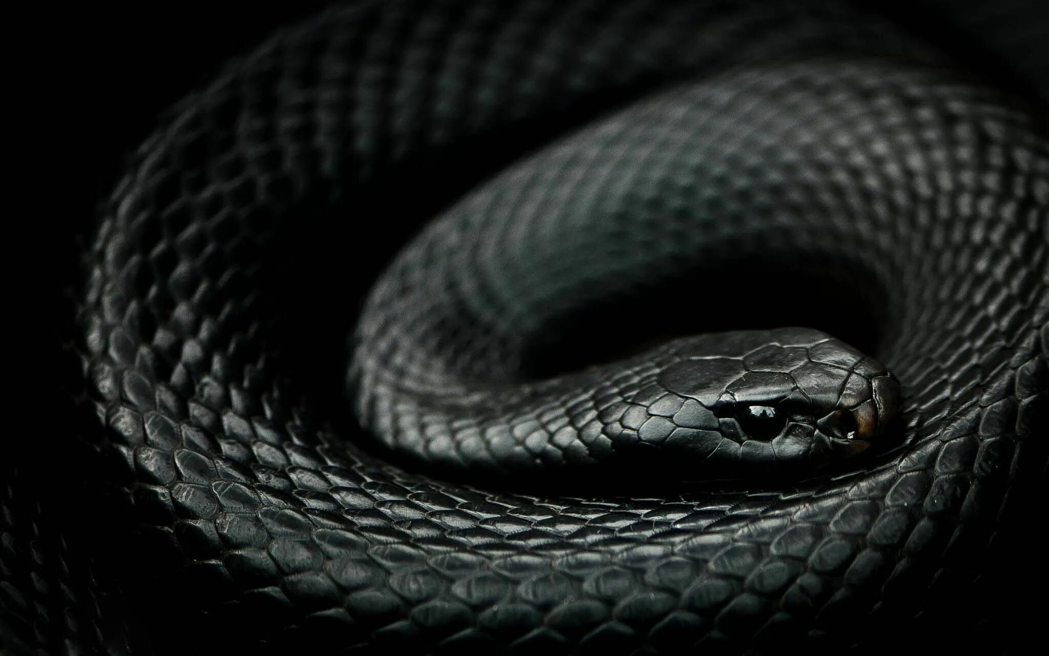 Snake x. Черный Аспид змея. Блейк Снейк чёрная змея. Чёрная мамба змея. Черная змея Блэк мамба.