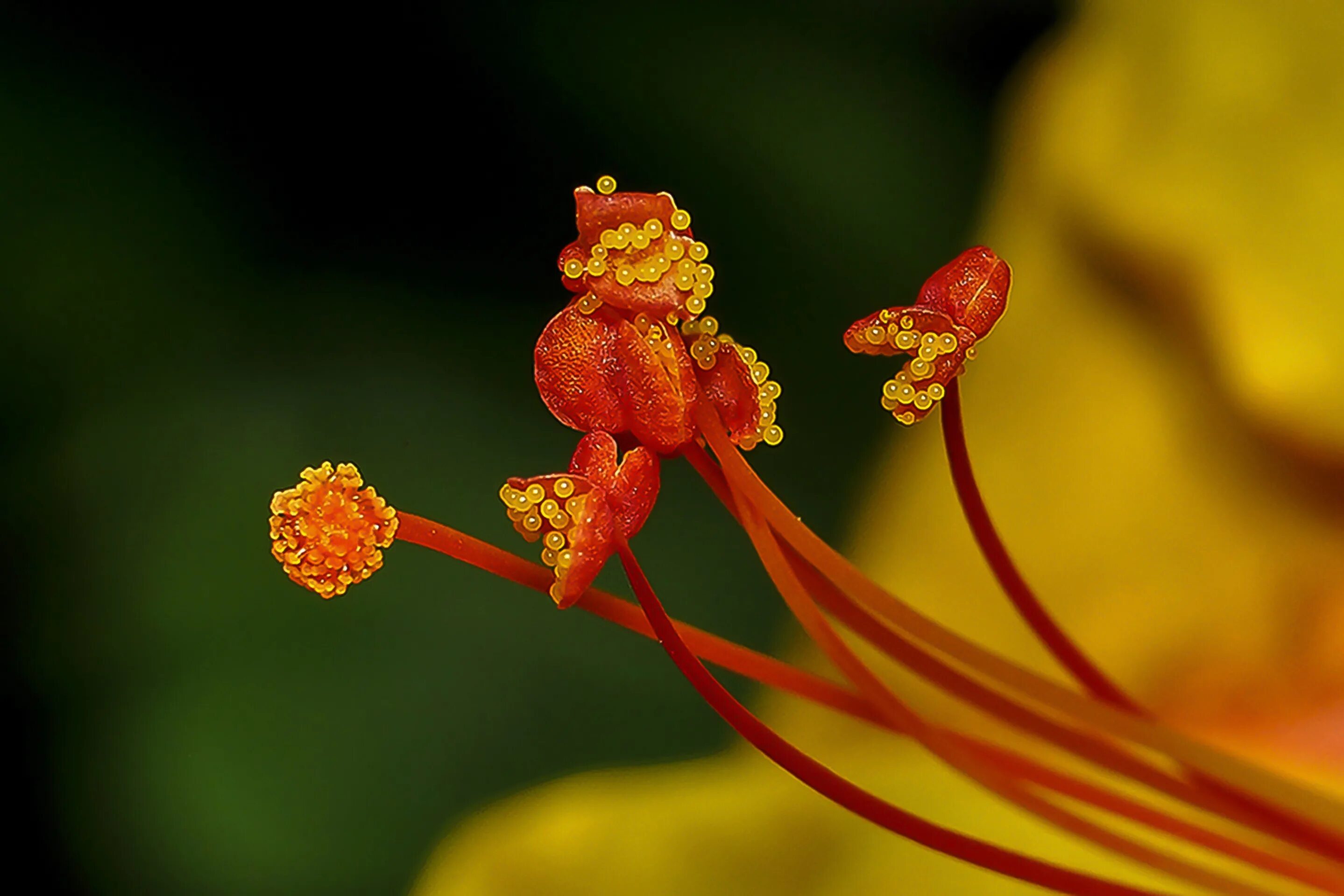 Пыльца растений. Пыльца растений. Пыльца растений. Пыльца анемофильных растений. Пыльца на цветке.