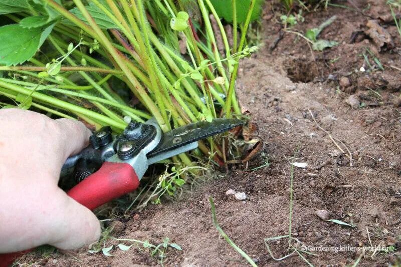 Нужно ли обрезать усы. Обрезанная клубника. Скашивание клубники. Обрезать клубнику после плодоношения. Обрезка земляники.