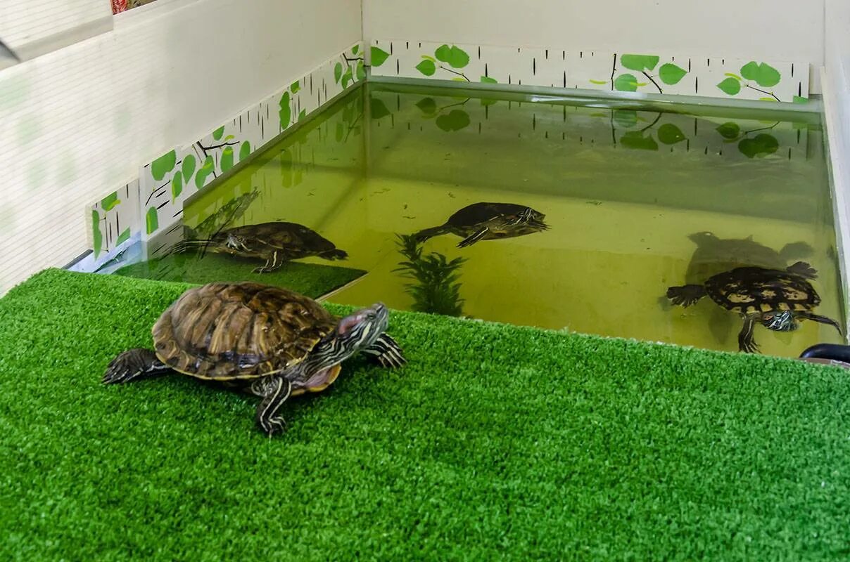 Среднеазиатская красноухая черепаха. Красноухая Болотная черепаха аквариум. Аквариум для красноухой черепахи. Террариум для красноухой черепахи. Черепаха в аквариуме уход