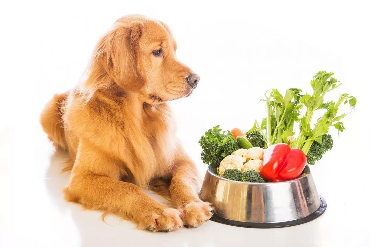 Овощи йорка можно. Еда для собак. Диетотерапия животных. Кормление собак. Диетотерапия мелких домашних животных..