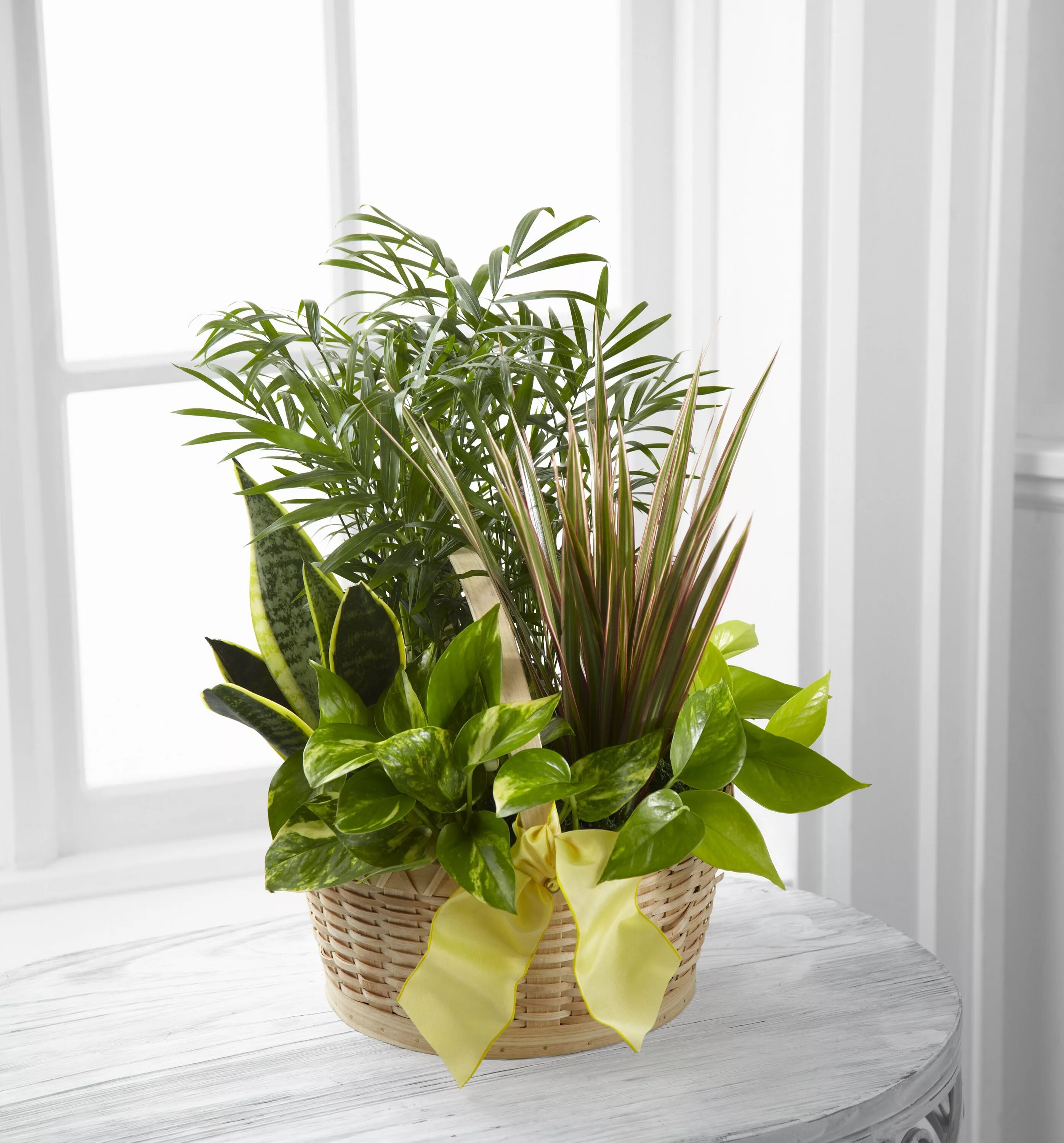 композиции в горшках. 5 h10. цветочные композиции в горшках. гарденинг мини сад. флорариум с каланхоэ.