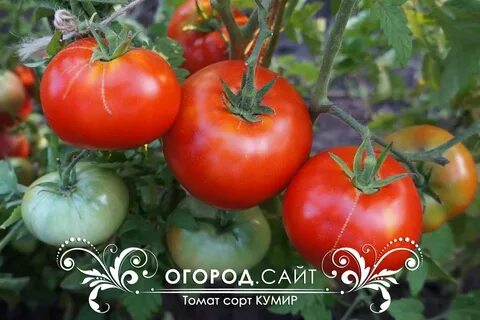 Томат кумир характеристика и отзывы сорт