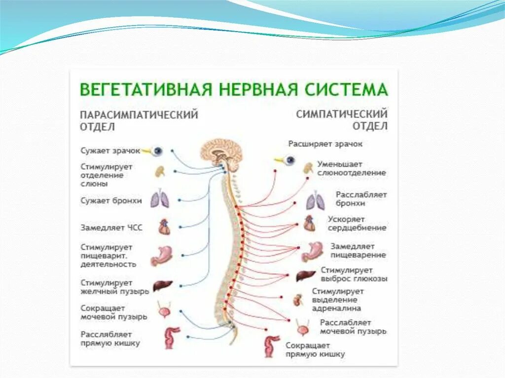 Вегетативные нужны для. 2 Отдела вегетативной нервной системы. Основные отделы вегетативной нервной системы. Нервы вегетативной нервной системы. Вегетативный отдел нервной системы человека.