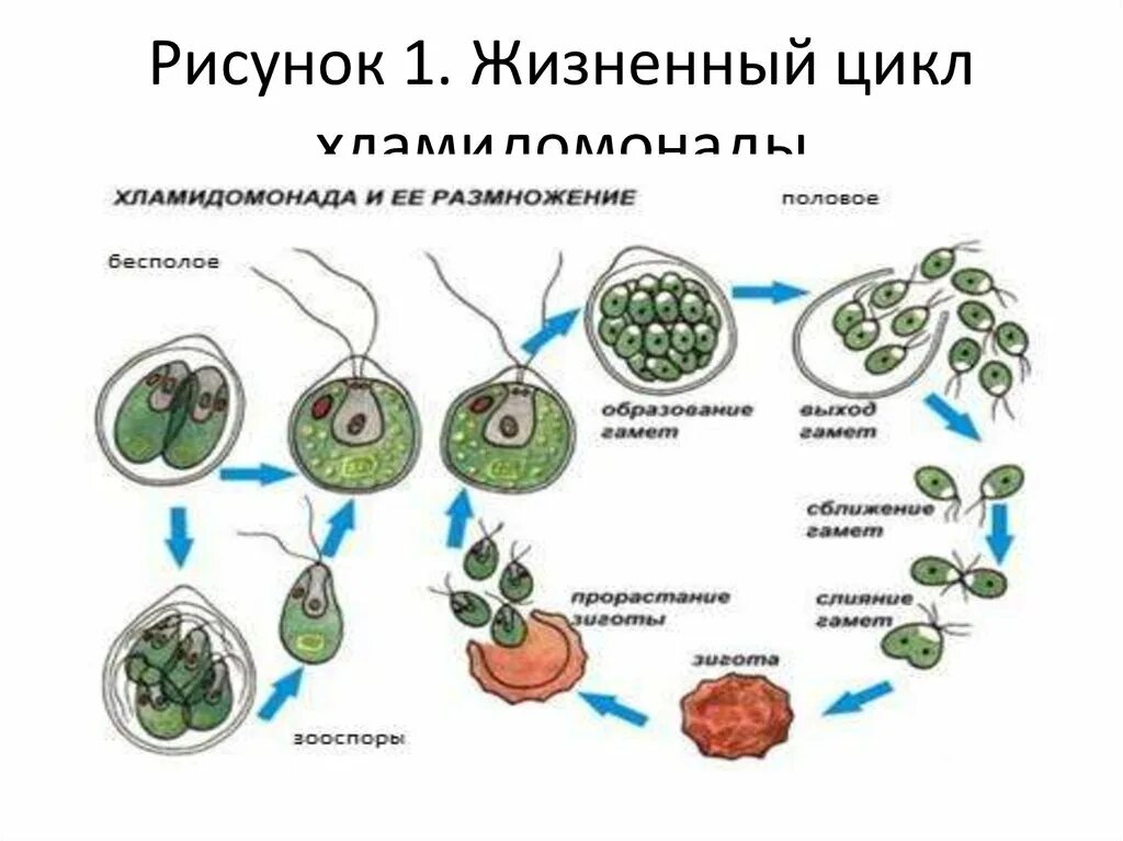 Жизненный цикл водорослей хламидомонада. Жизненный цикл хламидомонады ЕГЭ. Жизненный цикл хламидомонады рисунок. Жизненный цикл хламидомонады схема. Стадия жизненного цикла водорослей