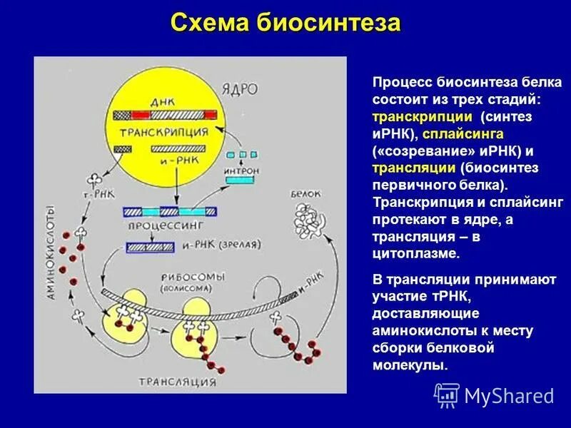 Направление синтеза белка. Этапы биосинтеза белка процессинг. Биосинтез белка транскрипция процессинг. Этапы биосинтеза белка транскрипция и трансляция. Этапы биосинтеза белка сплайсинг.