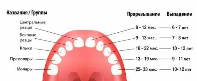 4 года зубы выпадают. Молочные зубы у детей схема. Когда выпадают молочные зубы у детей схема. Выпадение молочных зубов у детей. Схема выпадения молочных зубов у котов.