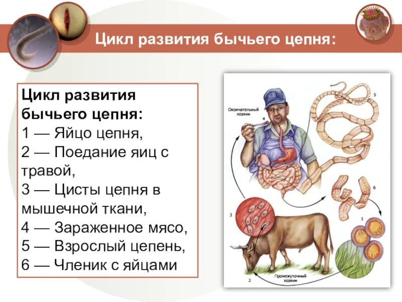 Жизненный цикл бычьего цепня начиная с яиц