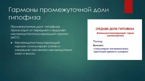Международный социально гуманитарный