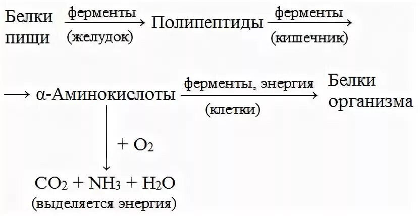 Превращение белков в пище. Белки пищи схема аминокислоты. Превращение белков. Химия 11 класс превращение белков в организме. Превращение белка в организме.