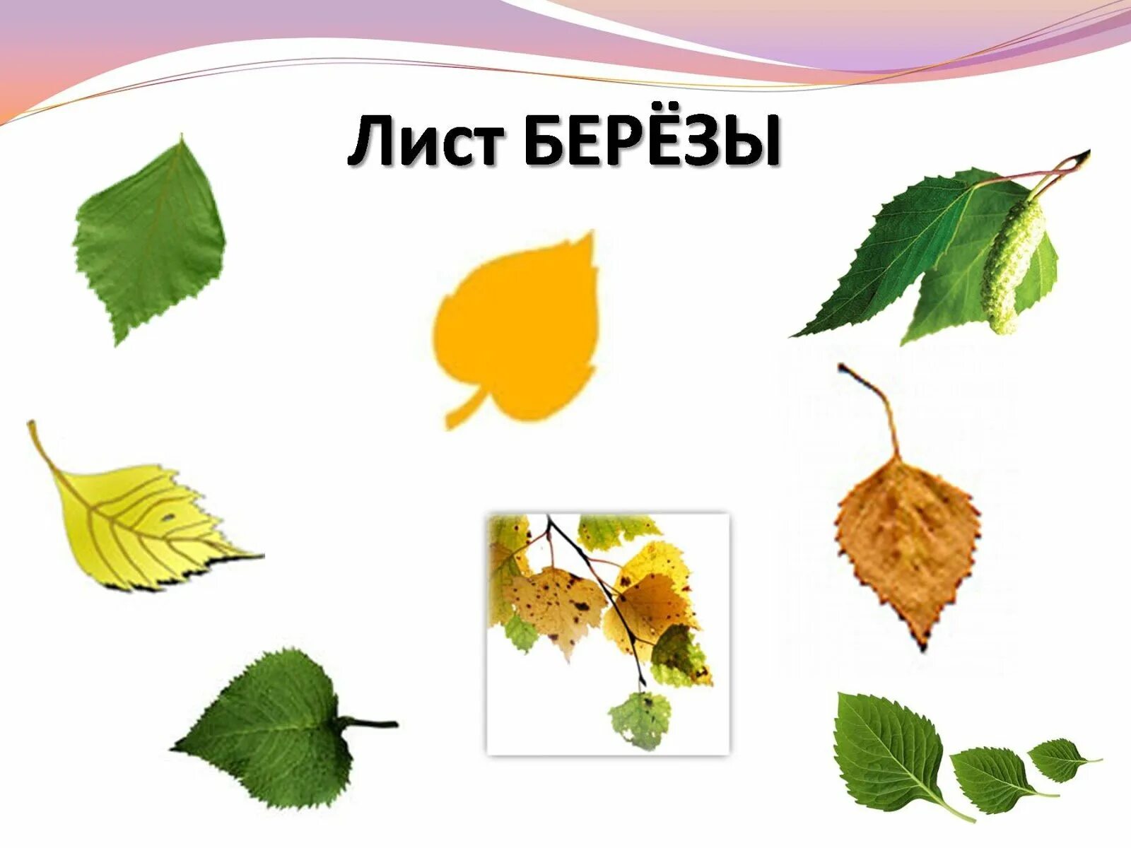 Угадай листочки