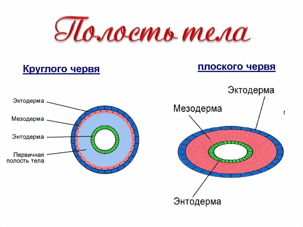 Имеет полость целом. Полость тела плоских червей первичная. Круглые черви первичная полость тела. Полость тела кркглыхчервей. Полость тела круглых червей первичная вторичная.