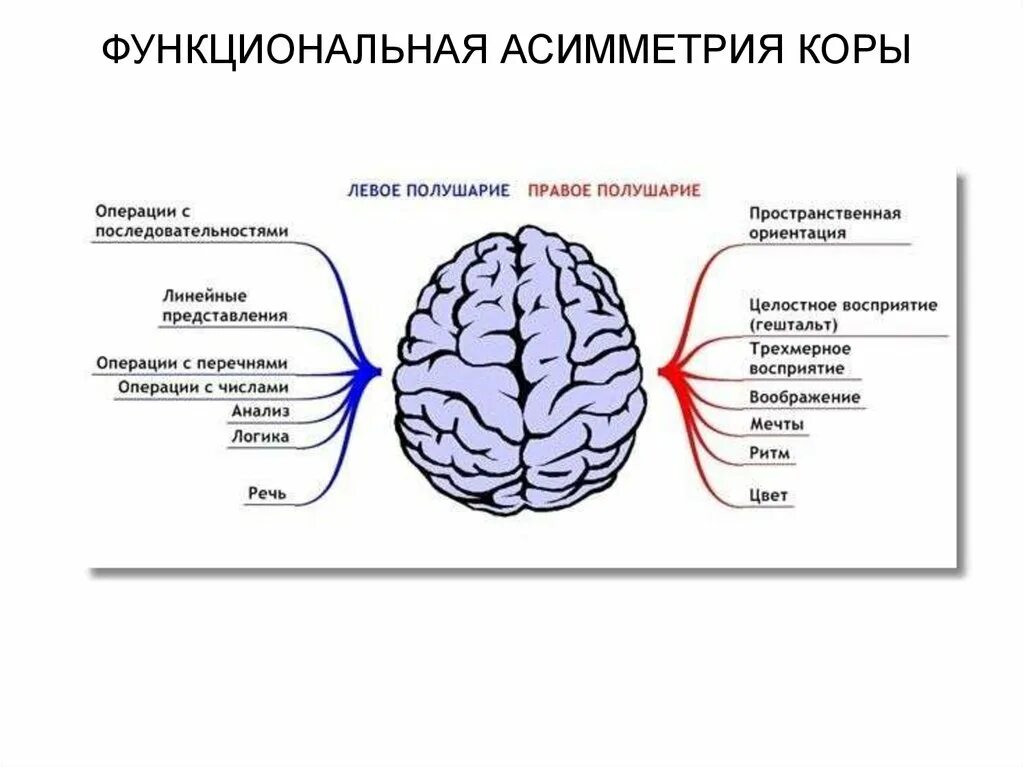 Асимметрия коры больших полушарий. Функциональная асимметрия коры больших полушарий. Функциональная асимметрия коры больших полушарий. Межполушарная асимметрия мозга схема. Асимметрия коры больших полушарий.
