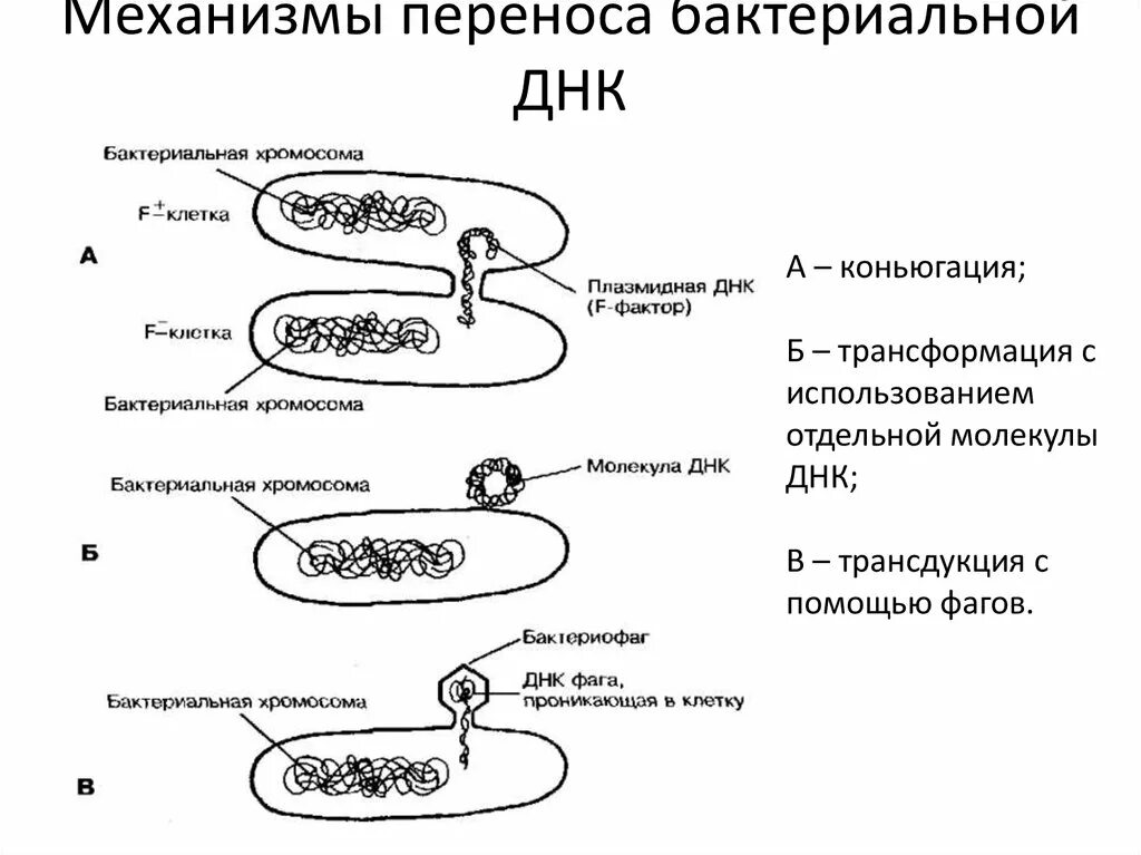 Мелкие кольцевые молекулы днк в бактериальной клетке. Мелкие кольцевые молекулы днк в бактериальной клетке