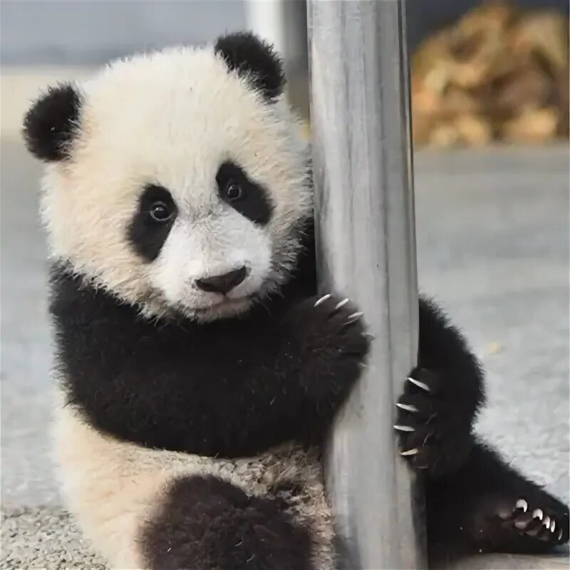 Pandas r