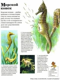 Морские звери узнавание называние краткое описание