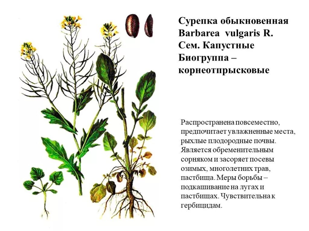 Трава сурепка. Растение сурепка обыкновенная. Сурепка сорняк. Сурепка обыкновенная. Сурепка дуговидная.