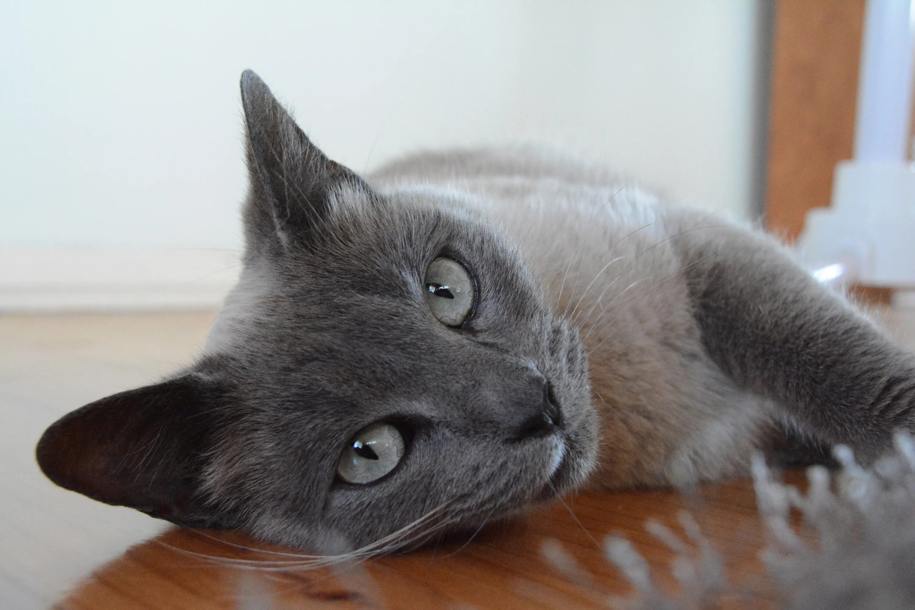Какую кошку зовут. Сиамская кошка серая. Кот серый. Сиамская кошка дымчатого окраса. Сиамская кошка серого окраса.