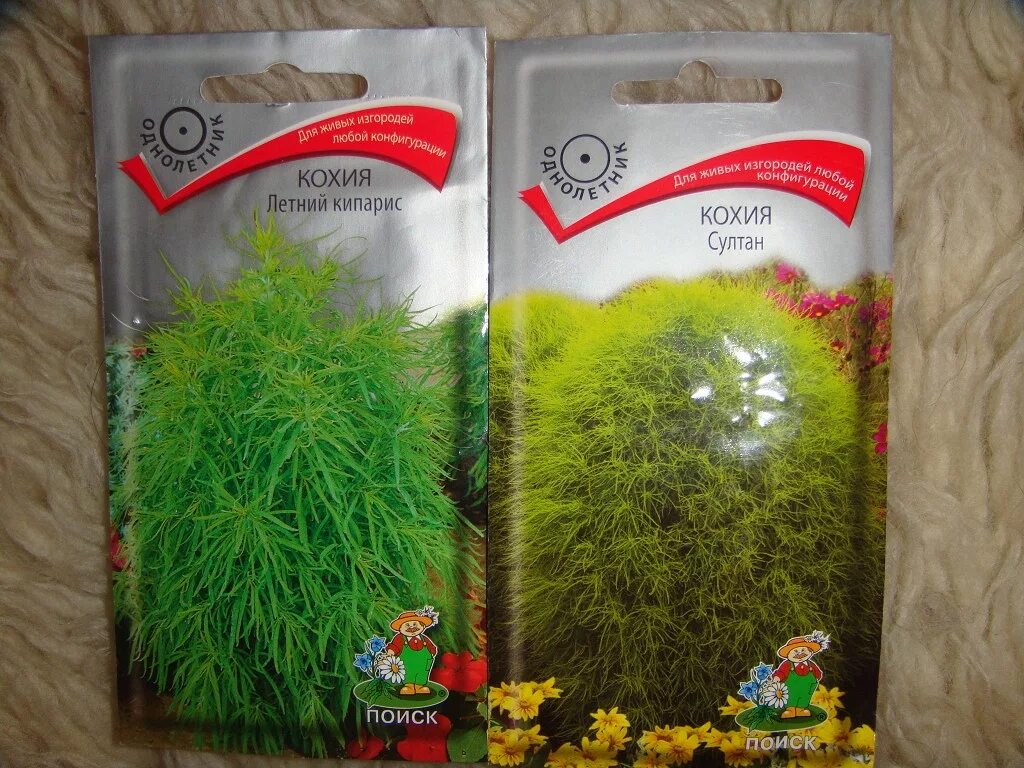 Кохия веничная. Кохия грин форест. Кохия трихофилла. Кохия сорта. Кохия сорта.