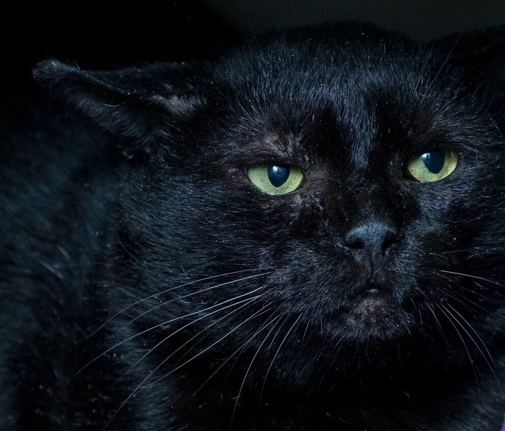 Черный кот из приюта Москва. Кот черно-белый приюты Владимирской области. Приют Муркоша фото.