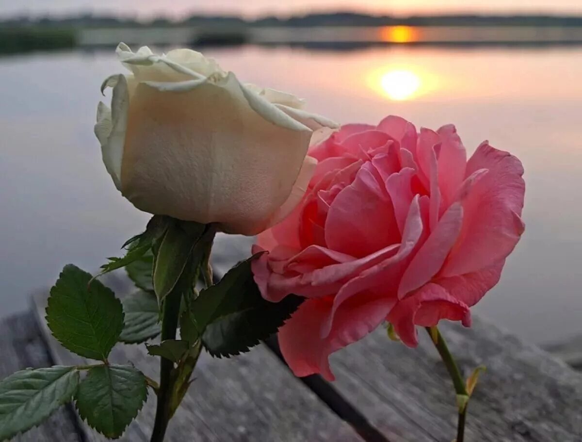 Подарю тебе розу слова. Розы. Красивые цветы. Море роз. Две розы.