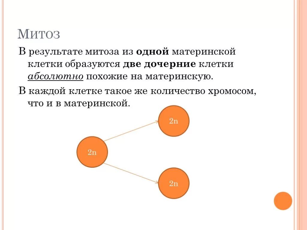 В результате митоза формируется