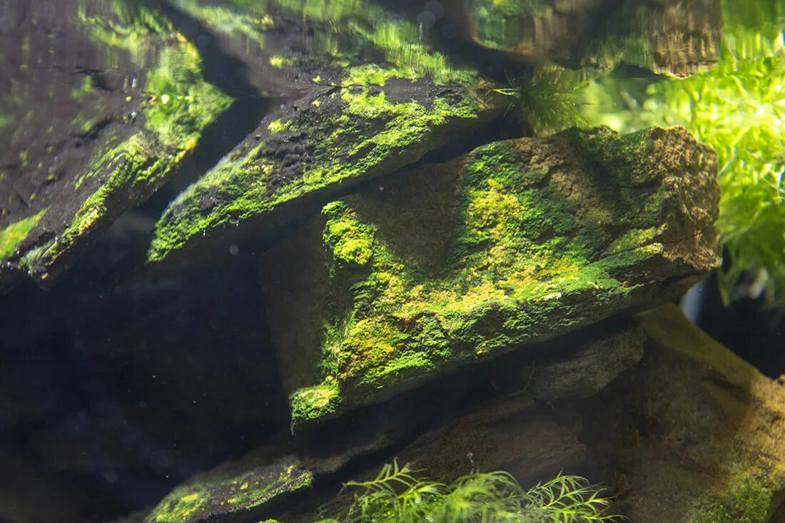 Водоросли для аквариума. Зеленые водоросли на коряге в аквариуме. Водоросли на камнях в аквариуме. Водоросль в грунте.