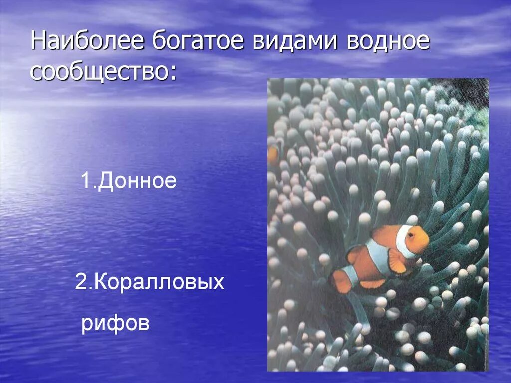 Сообщество толщи воды. Наиболее богатое видами водное сообщество. Донное сообщество обитатели. Виды донного сообщества. Сообщество толщи воды обитатели.