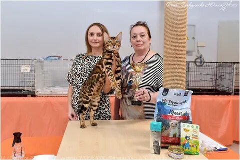 Выставка кошек парадиз