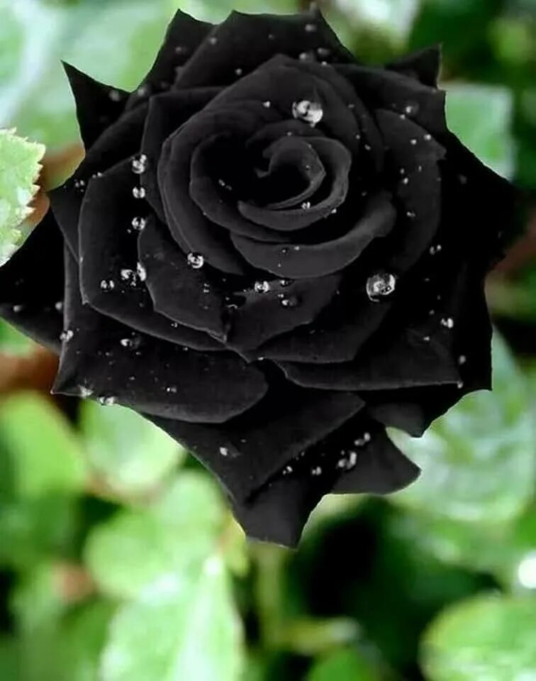 Ink Rose - YouTube