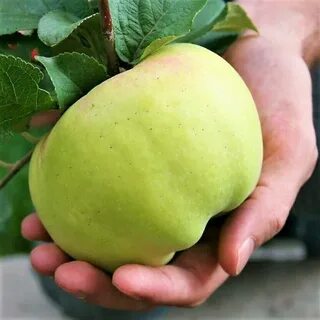 Яблоня секай