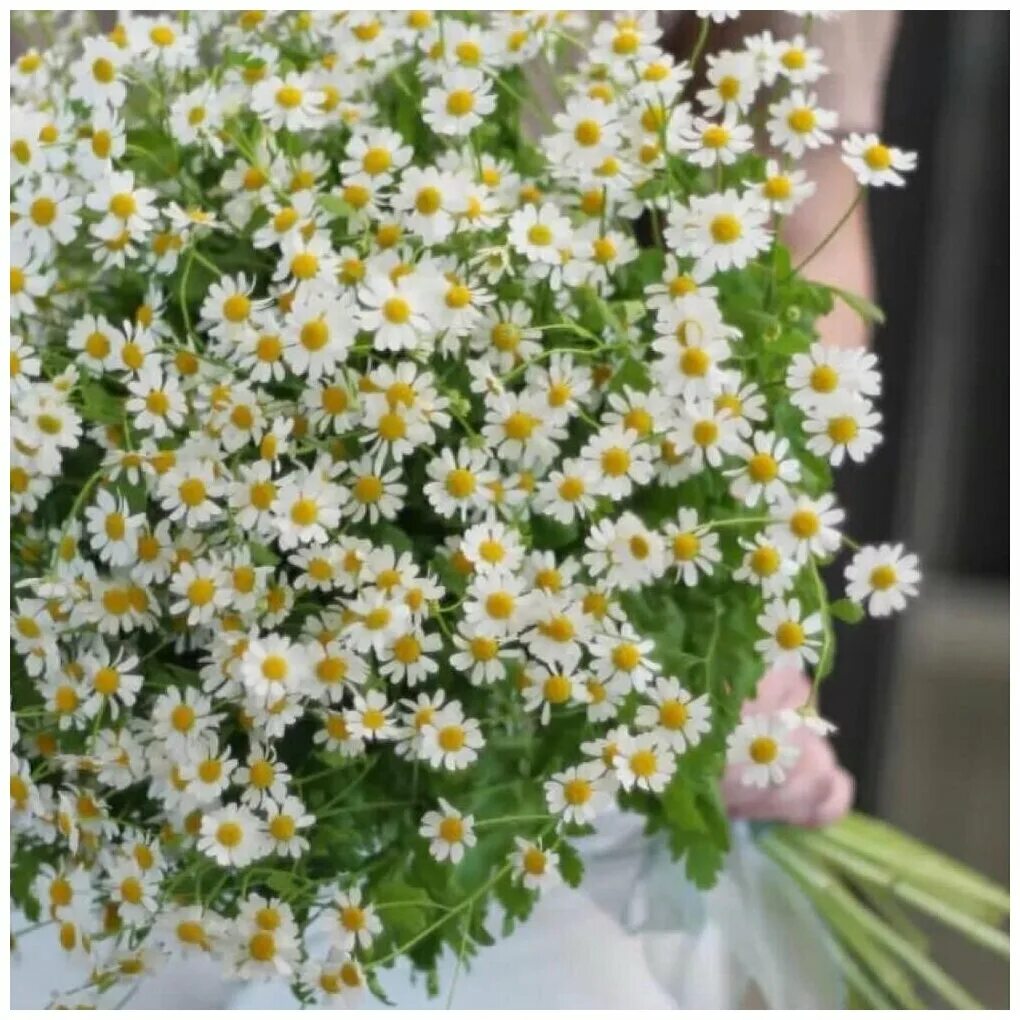 Ромашка матрикария букет. Букет ромашек танацетум. Мелкая ромашка кустовая матрикария. Ромашка матрикария букет. Ромашка кустовая танацетум матрикария.