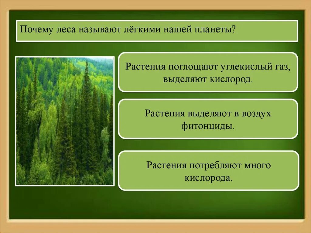 Объясните почему леса называют зелеными легкими