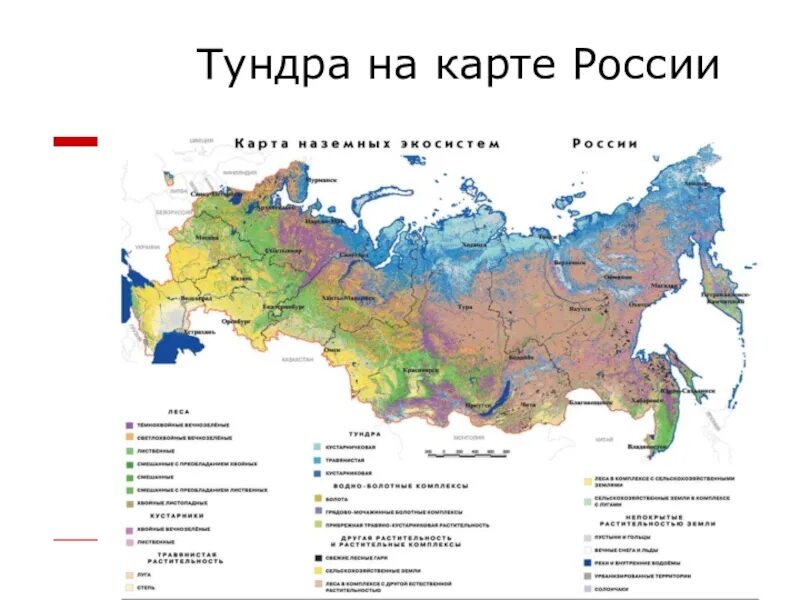 Географическое положение арктической тундры. Тундра на карте природных зон. зона тундры на карте россии. тундра и лесотундра на карте россии. географическое положение тундры в россии карта.